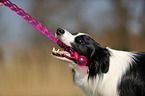 Border Collie Portrait