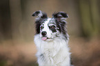 Border Collie Portrait