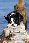 liegender Border Collie