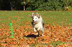 spielender Border Collie