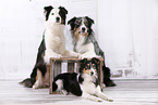 3 Hunde