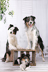 3 Hunde