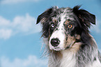 Border Collie Portrait