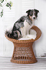 sitzender Border Collie