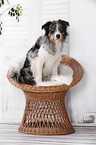 sitzender Border Collie