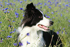 Border Collie Portrait