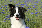 Border Collie Portrait