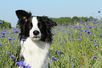 Border Collie Portrait