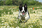 springender Border Collie