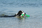 schwimmender Border Collie