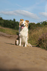 sitzender Border Collie