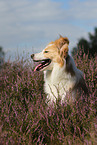 Border Collie Portrait