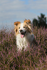 Border Collie Portrait