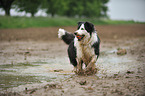 spielender Border Collie