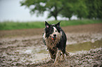 spielender Border Collie