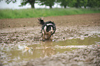 rennender Border Collie