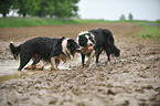 2 Border Collies