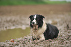 liegender Border Collie