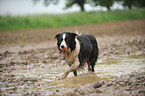 spielender Border Collie