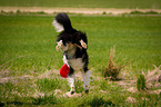 Border Collie fngt Frisbee