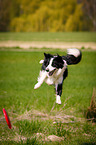 Border Collie fngt Frisbee