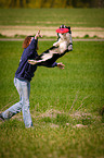 Border Collie fngt Frisbee