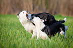 spielende Hunde
