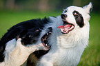 spielende Hunde