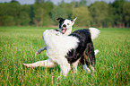 spielende Hunde