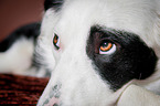 liegender Border Collie