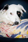 liegender Border Collie