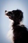 Border Collie Portrait