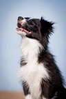 Border Collie Portrait