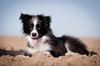 liegender Border Collie