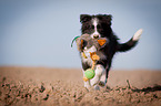 rennender Border Collie