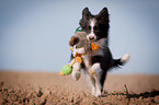 rennender Border Collie