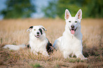 Hunde liegen auf Wiese