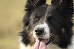 Border Collie Portrait