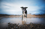 kurzhaariger Border Collie