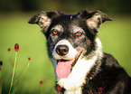 kurzhaariger Border Collie Portrait