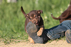 Border Collie Welpe