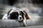liegender Border Collie