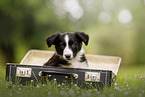 Border Collie Welpe