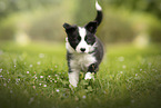 Border Collie Welpe