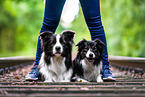 liegende Border Collies