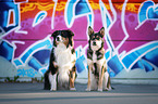 sitzender Border Collie mit Mischling