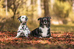 Border Collie mit Dalmatiner