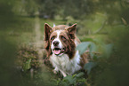 Border Collie in Aktion