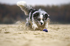 rennender Border Collie