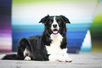 liegender Border Collie